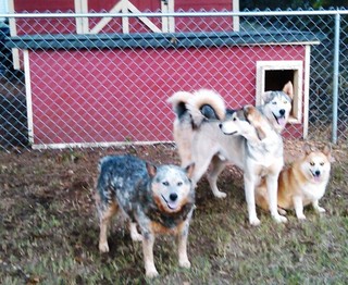 Jack, Keno, Mattie, & Niko - South Carolina